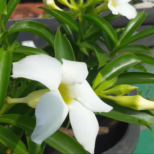 Tips for planting and caring for mandevilla rio white