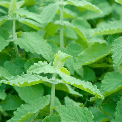 Tips for planting and caring for nepeta racemosa walkers low