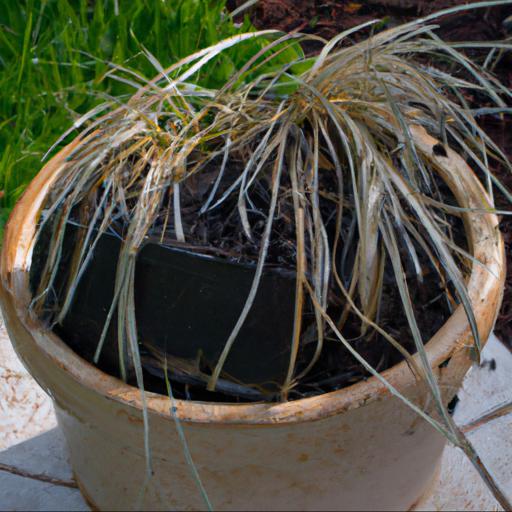 Tips for planting and caring for ophiopogon planiscapus nigrescens