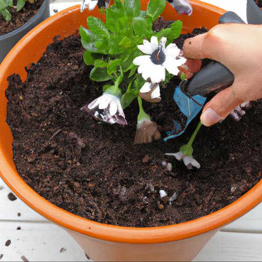 Tips for planting and caring for osteospermum ecklonis