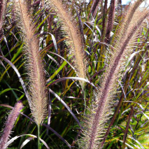 Tips for planting and caring for pennisetum glaucum purple baron