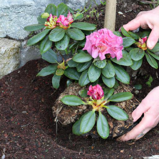 Tips for planting and caring for rhododendron madame masson