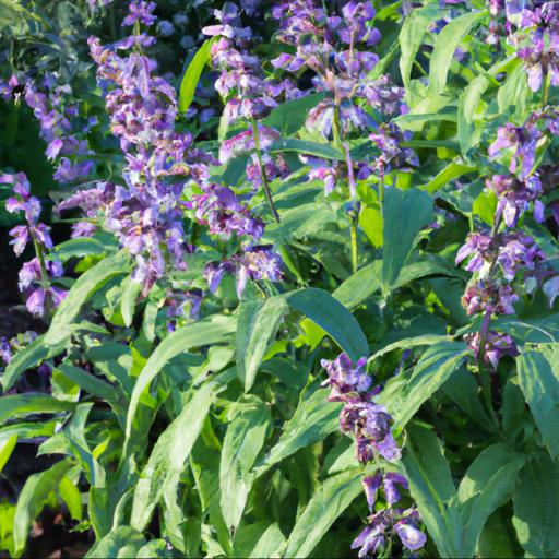 Tips for planting and caring for salvia leucantha purple velvet