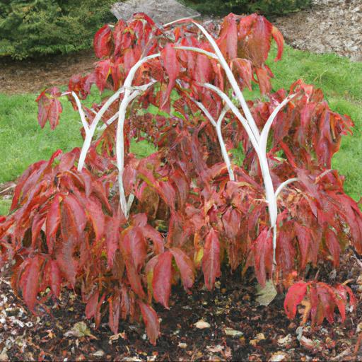 Tips for planting dogwoods for winter colour