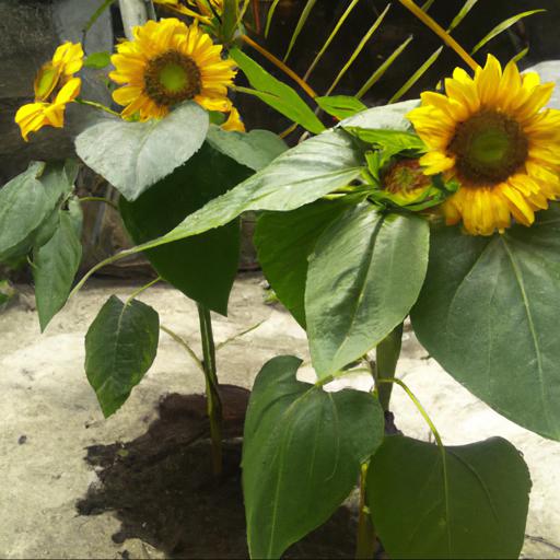 Tips for planting helianthus annuus mezzulah