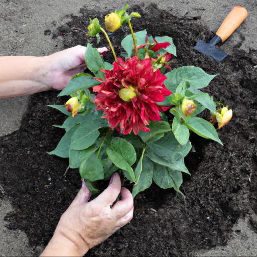 Tips for planting red dahlias