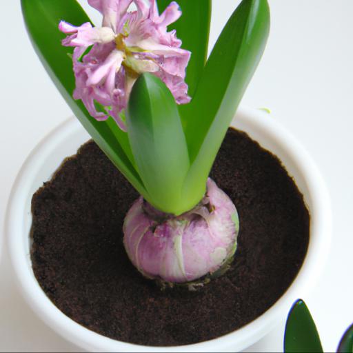 Tips for using hyacinthus orientalis fondant