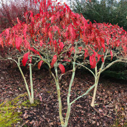 Types of dogwoods for winter colour