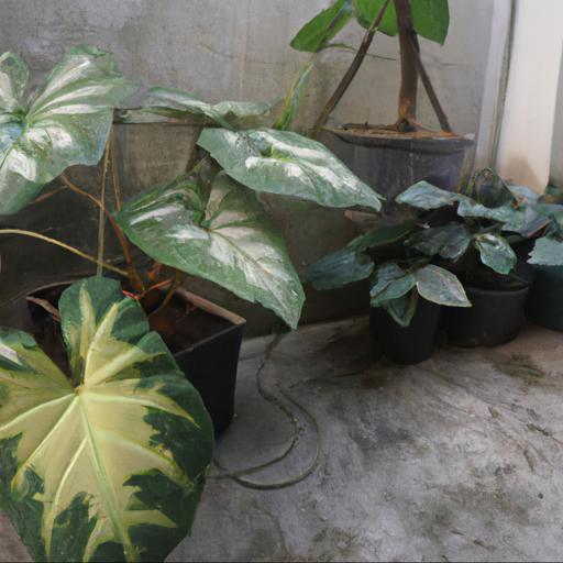 Types of house plants with large leaves