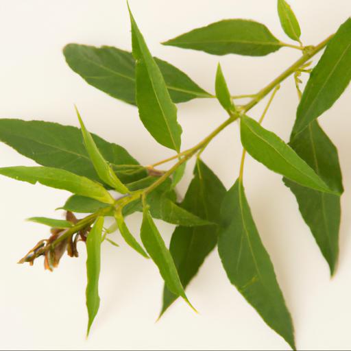 Uses of aloysia citrodora