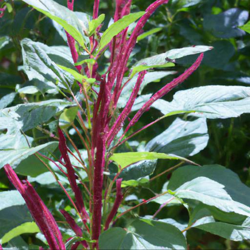 Uses of amaranthus caudatus