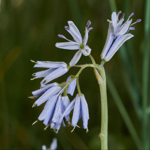 Uses of camassia leichtlinii subsp