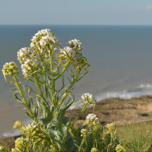 Uses of crambe maritima: culinary and medicinal