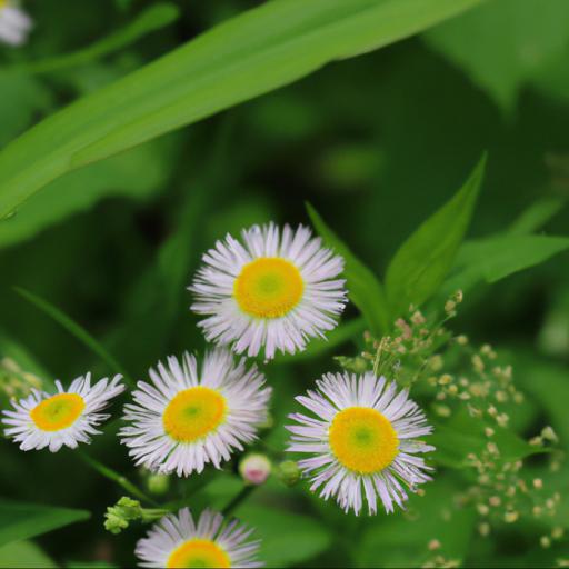 Uses of erigeron annuus