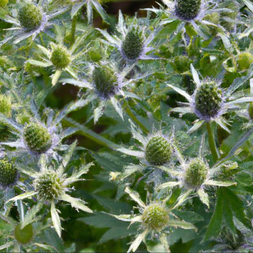 Uses of eryngium variifolium