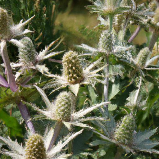 Uses of eryngium yuccifolium