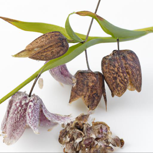 Uses of fritillaria affinis