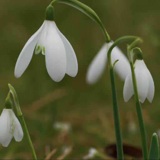 Uses of galanthus s