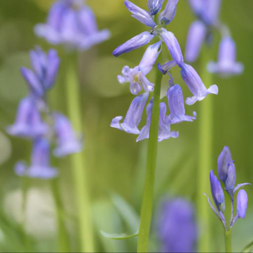 Uses of hyacinthoides non scripta