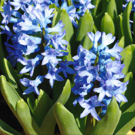 Uses of hyacinthus orientalis delft blue