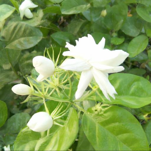 Uses of jasminum officinale