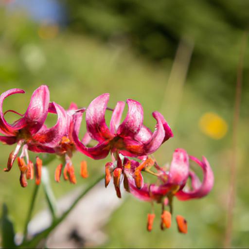 Uses of lilium martagon