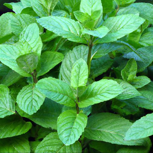 Uses of mentha longifolia