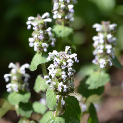 Uses of nepeta kubanica