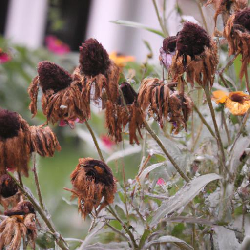 Benefits of deadheading