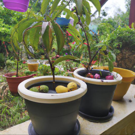 Benefits of growing fruits in pots and containers