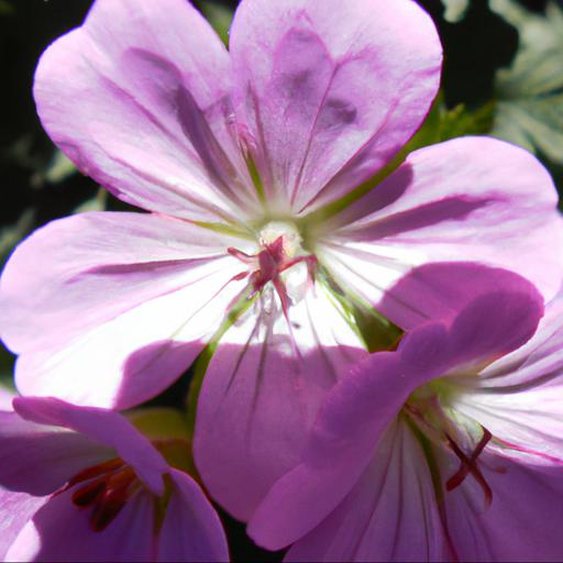 Benefits of growing hardy geraniums