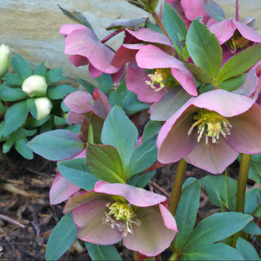 Benefits of growing hellebores