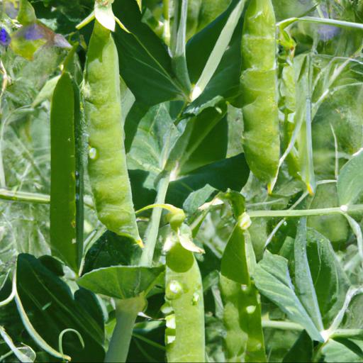 Benefits of growing peas