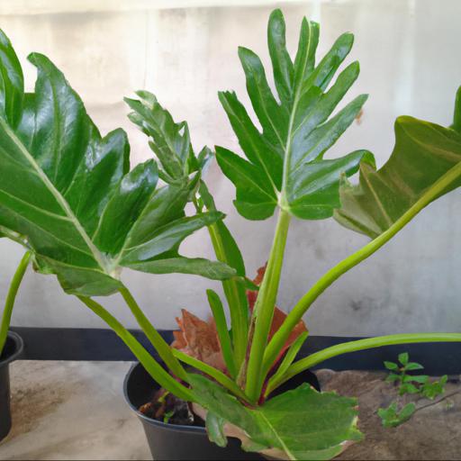 Benefits of growing philodendron xanadu