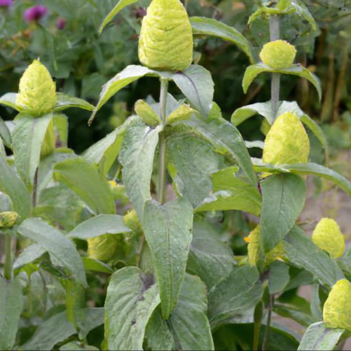 Benefits of growing phlomis longifolia