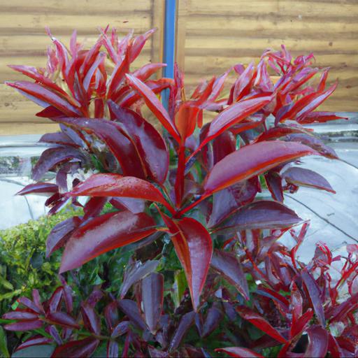 Benefits of growing photinia x fraseri red robin