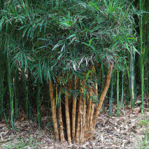 Benefits of growing phyllostachys nigra