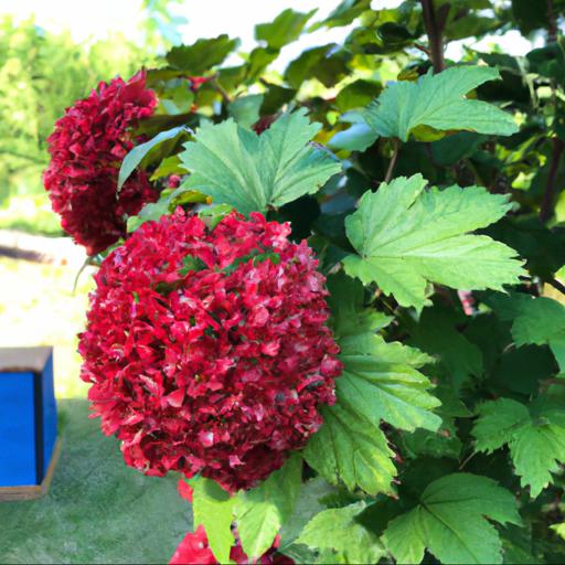 Benefits of growing physocarpus lady in red