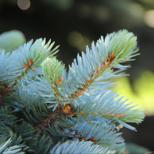 Benefits of growing picea pungens