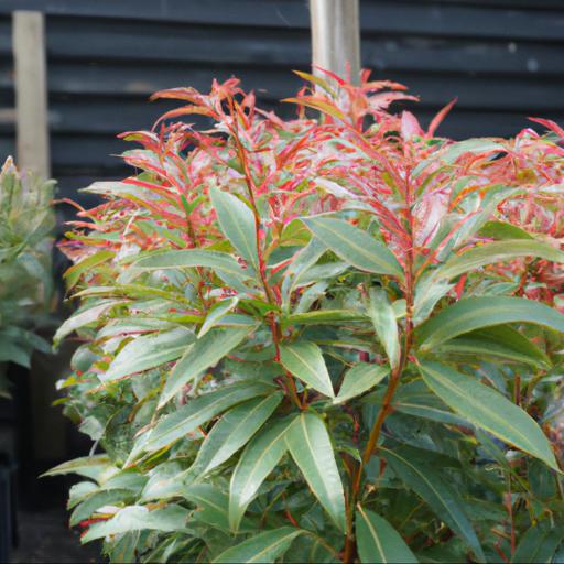 Benefits of growing pieris japonica mountain fire