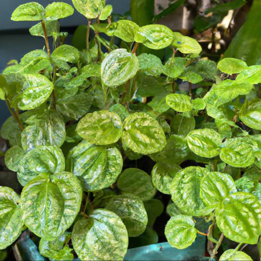 Benefits of growing pilea peperomiodes