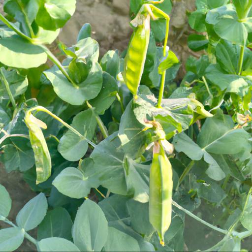 Benefits of growing pisum sativum early onward