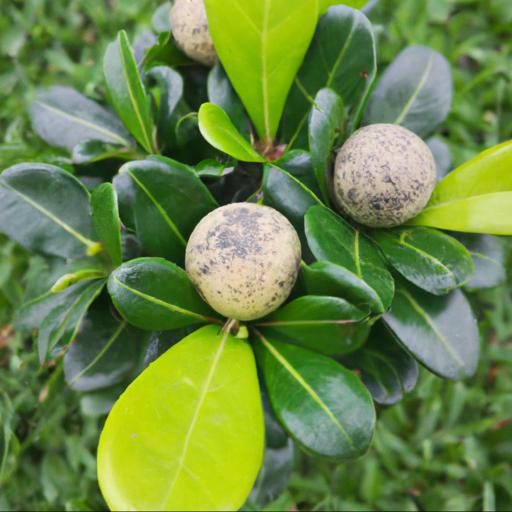 Benefits of growing pittosporum tenuifolium golf ball