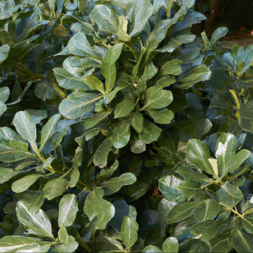 Benefits of growing pittosporum tenuifolium irene paterson