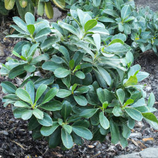 Benefits of growing pittosporum tenuifolium silver queen