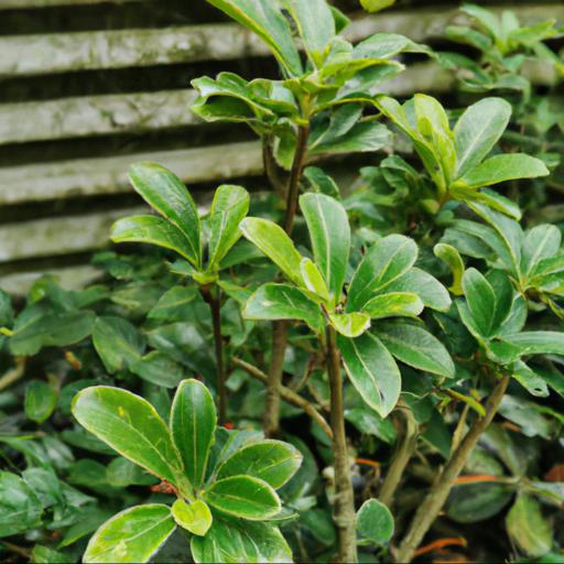 Benefits of growing pittosporum tenuifolium tom thumb