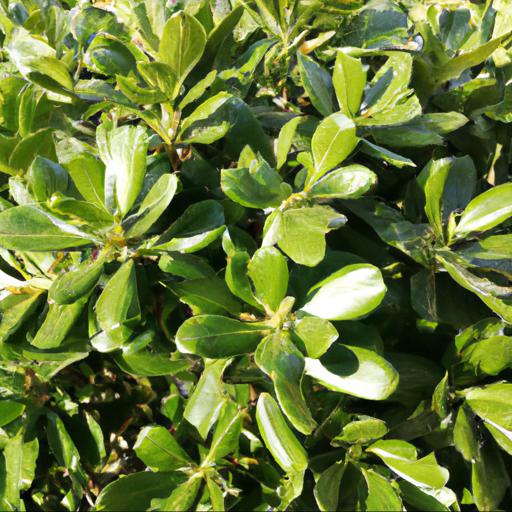 Benefits of growing pittosporum tobira nanum