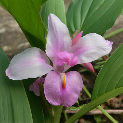 Benefits of growing roscoea kew beauty