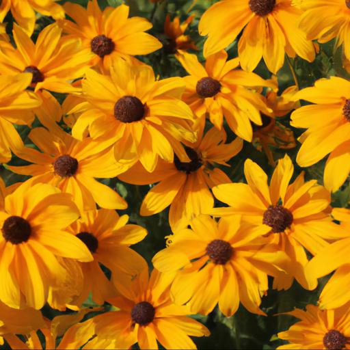 Benefits of growing rudbeckia herbstsonne