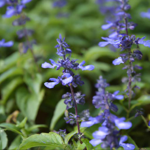 Benefits of growing salvia patens cambridge blue